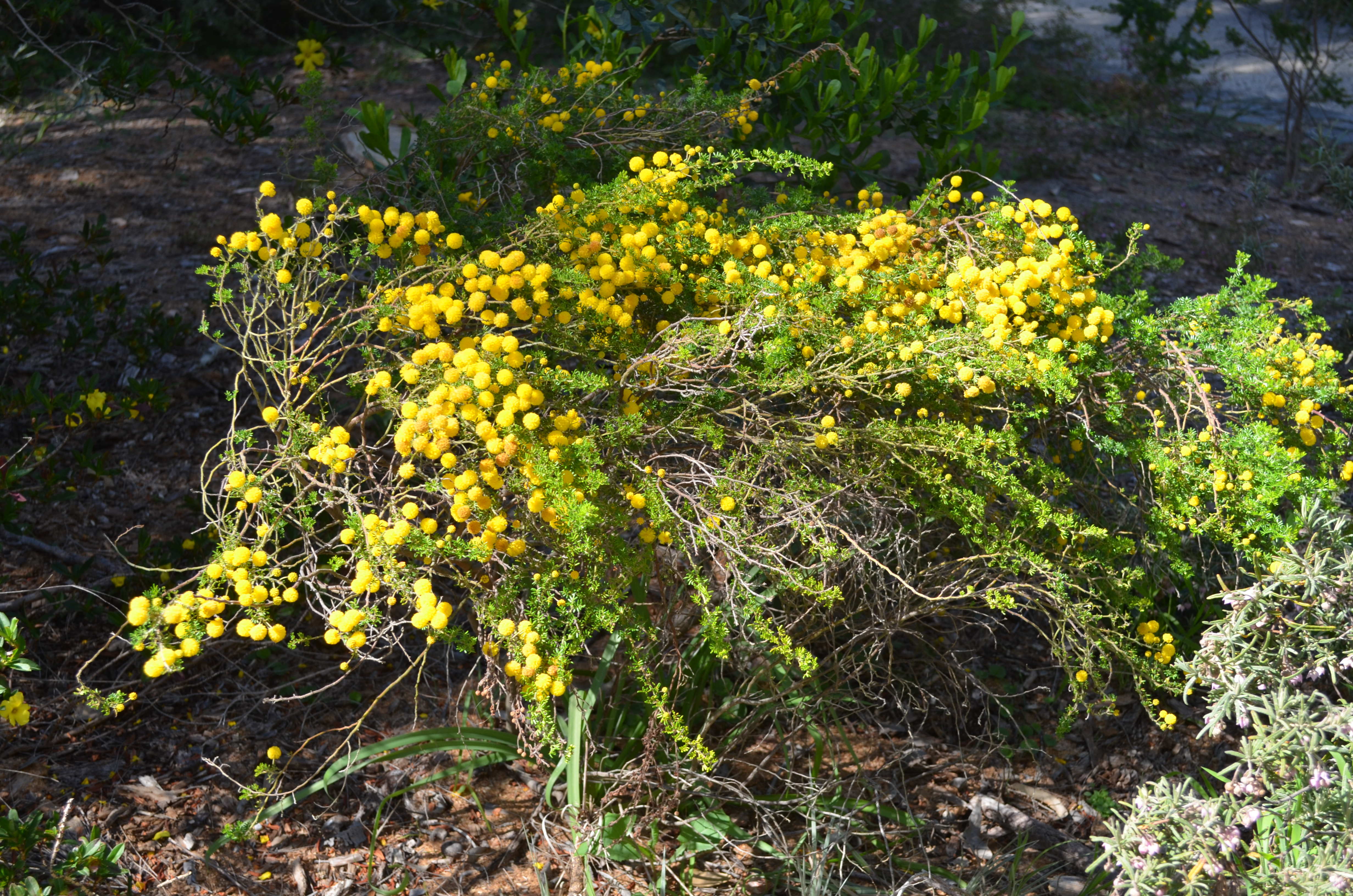 This image has an empty alt attribute; its file name is image-42.png